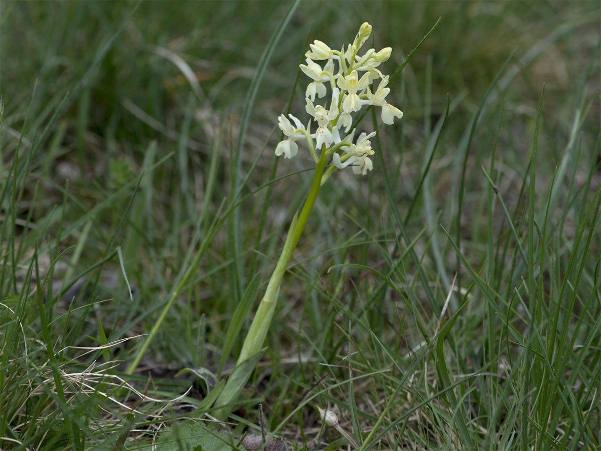 Orchis provincialis